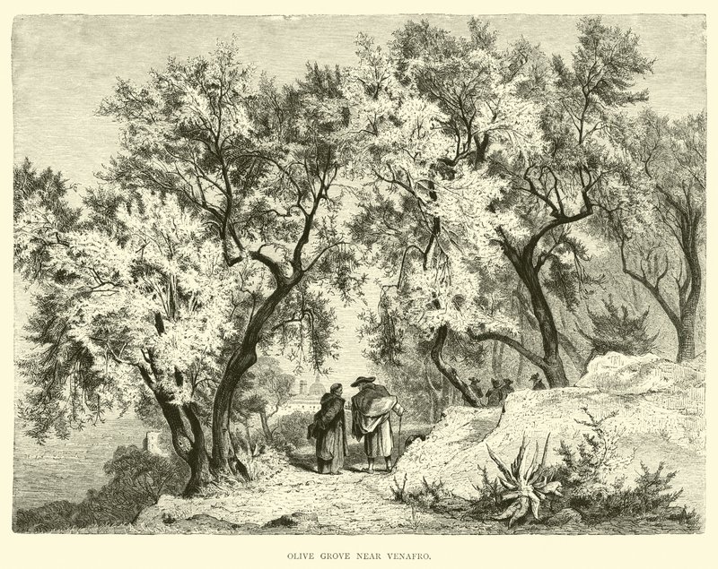 Olajfaliget Venafro közelében alkotó: English School
