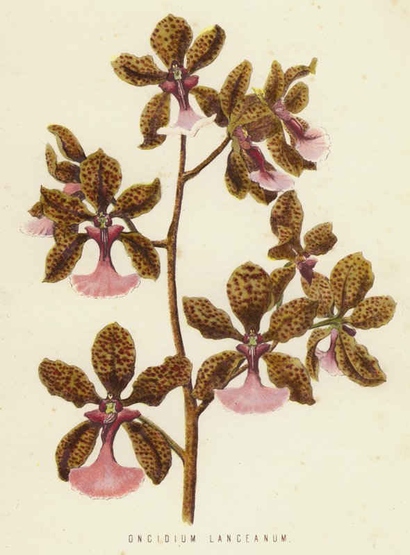 Oncidium Lanceanum (kromolit) alkotó: English School