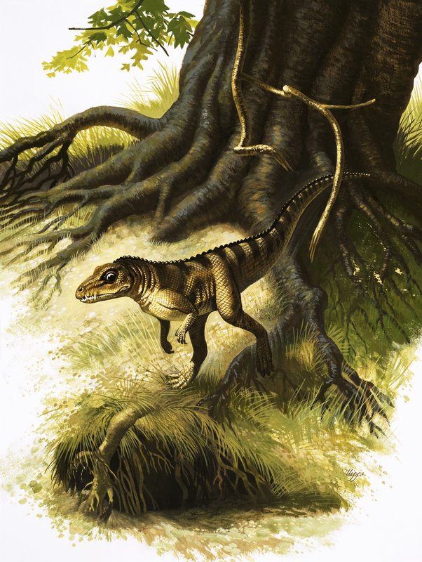 Onithosuchus alkotó: English School