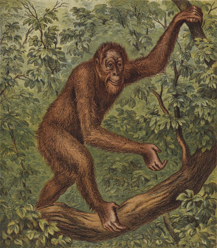 Orang-Outang (színes litográfia) alkotó: English School