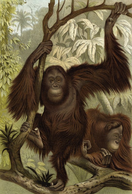 Orangután alkotó: English School