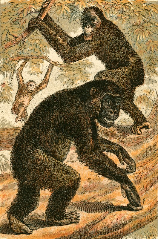 Orang Outang és Gorilla alkotó: English School