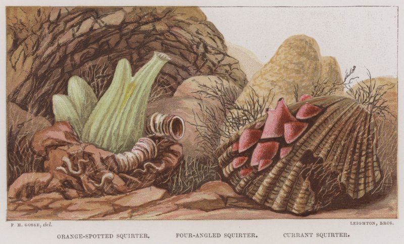 Narancsfoltos permetező, négyszögletű, ribizlipermetű (színes litho) alkotó: English School