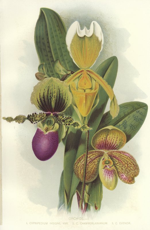 Orchideák alkotó: English School