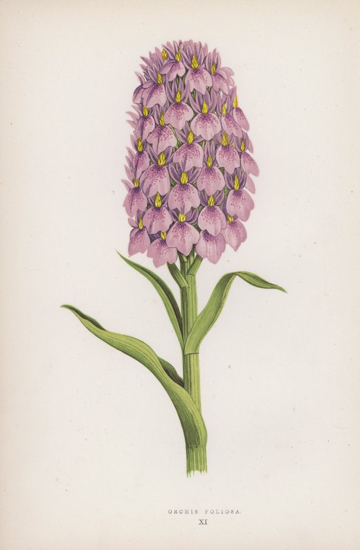 Orchis Foliosa (színes litho) alkotó: English School