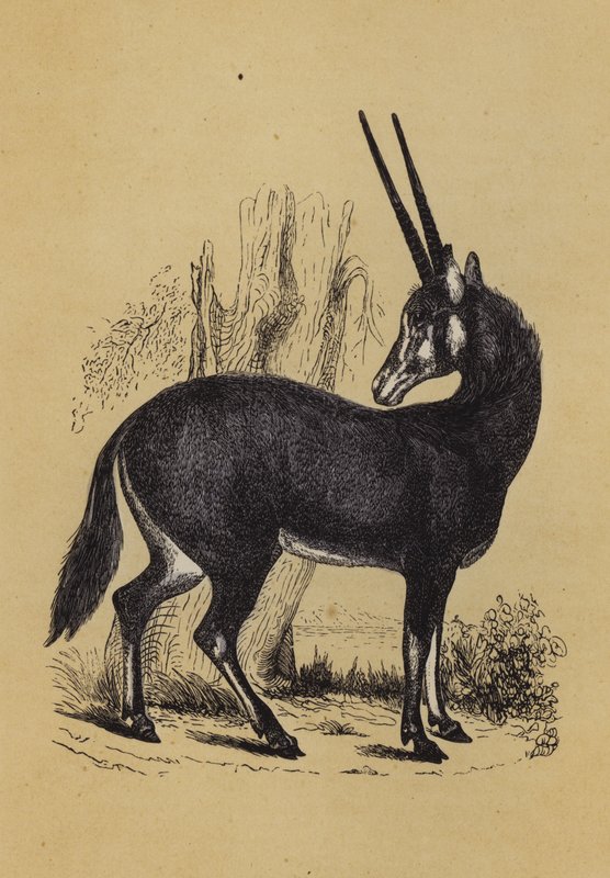 Oryx (színes lito) alkotó: English School
