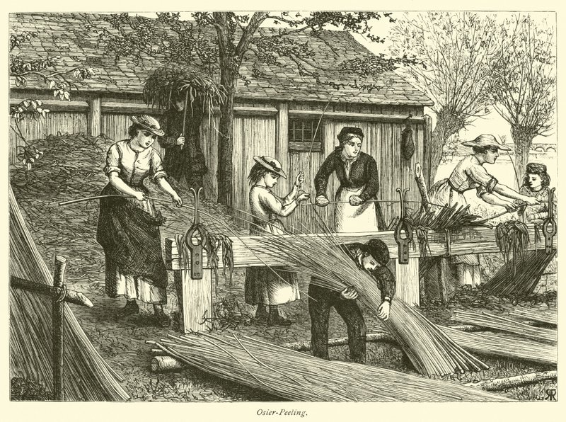 Osier-Peling alkotó: English School