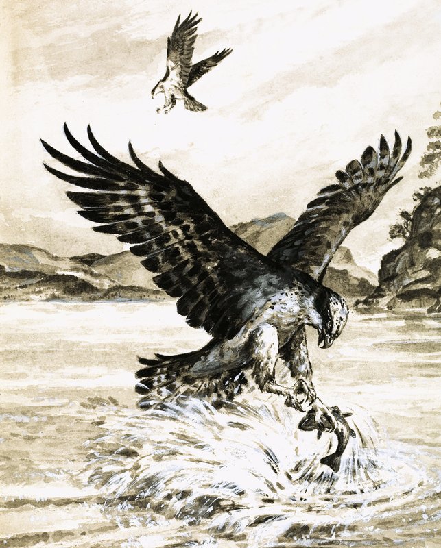Osprey halat fogni alkotó: English School