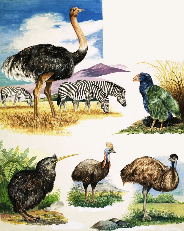 Strucc, Kiwi, Cassowary, Emu és Takahe alkotó: English School