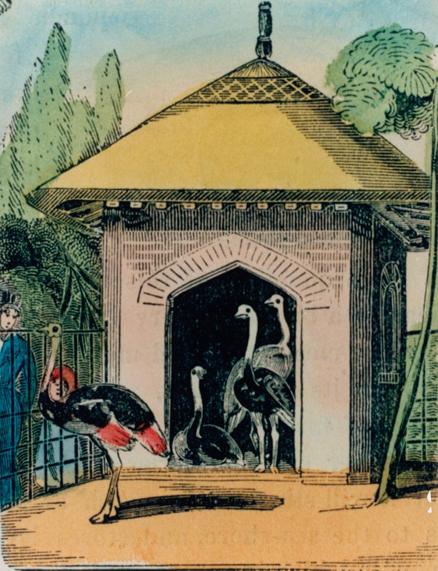 Strucc és emu ház a londoni állatkertben. 1840-es évek alkotó: English School