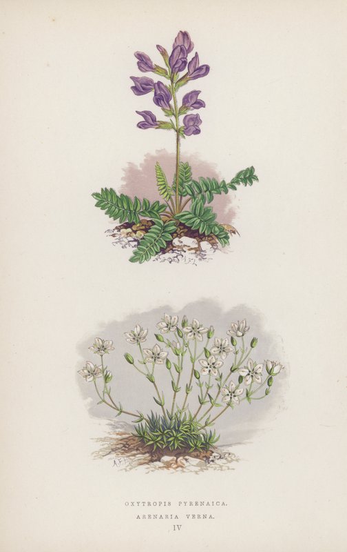 Oxytropis Pyrenaica; Arenaria Verna (színes litó) alkotó: English School