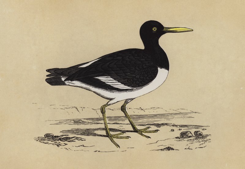 Oyster-Catcher (színes litó) alkotó: English School
