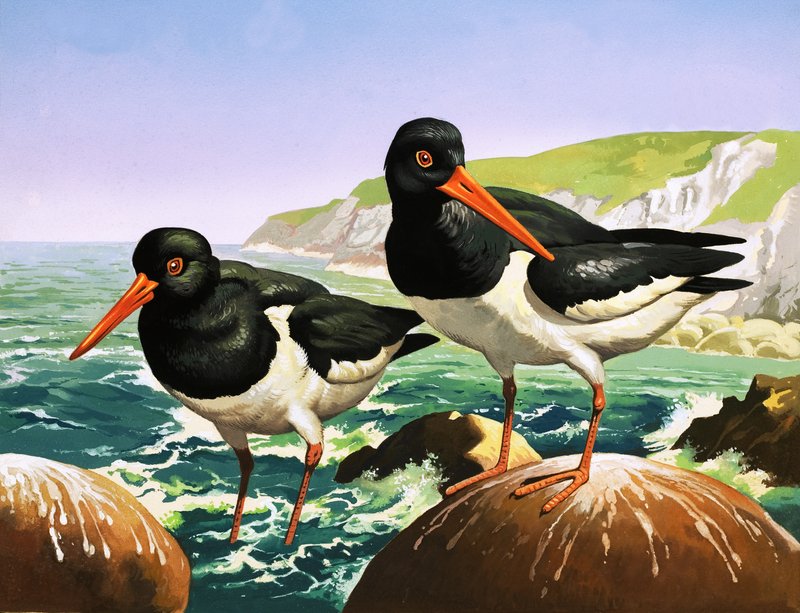 Oystercatchers, illusztráció a 