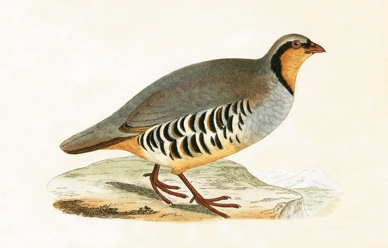 P Graeca, Var, Charles Robert Bree (1811-86) „A History of the Birds of the Birds of Europe Not Observed in the British Isles” (1867-ben megjelent) illusztrációja. alkotó: English School