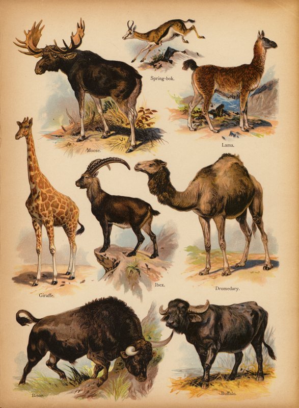Oldal a The Little Folks’ Picture Natural History-ból, 1900 körül (chromolitho) alkotó: English School