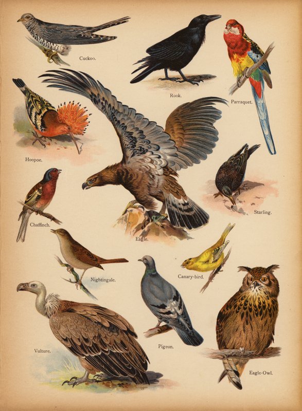 Oldal a The Little Folks’ Picture Natural History-ból, 1900 körül (chromolitho) alkotó: English School