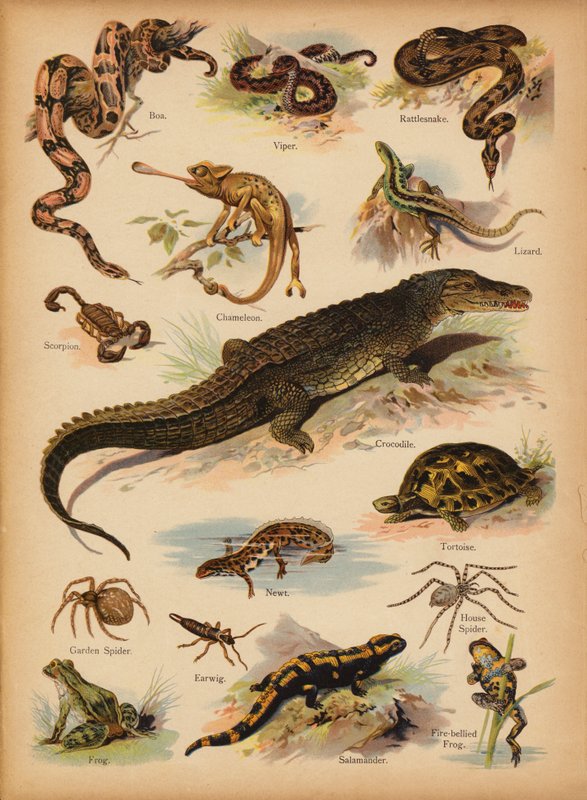 Oldal a The Little Folks’ Picture Natural History-ból, 1900 körül (chromolitho) alkotó: English School