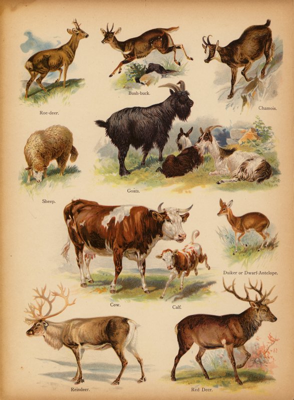 Oldal a The Little Folks’ Picture Natural History-ból, 1900 körül (chromolitho) alkotó: English School