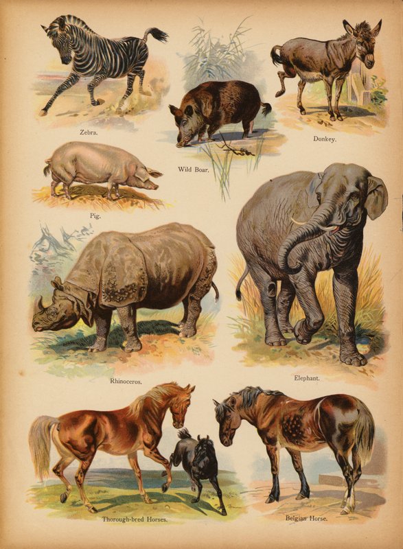 Oldal a The Little Folks’ Picture Natural History-ból, 1900 körül (chromolitho) alkotó: English School