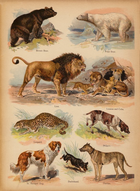 Oldal a The Little Folks’ Picture Natural History-ból, 1900 körül (chromolitho) alkotó: English School