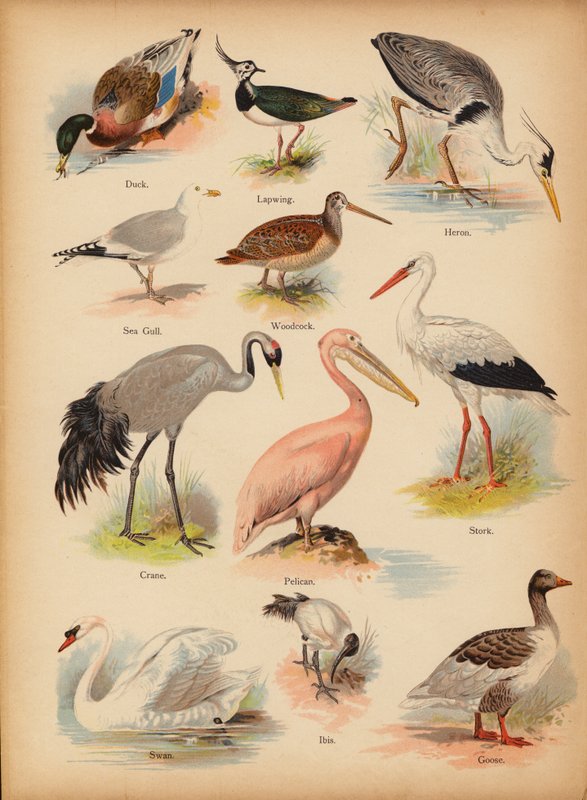 Oldal a The Little Folks’ Picture Natural History-ból, 1900 körül (chromolitho) alkotó: English School