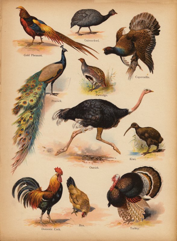 Oldal a The Little Folks’ Picture Natural History-ból, 1900 körül (chromolitho) alkotó: English School