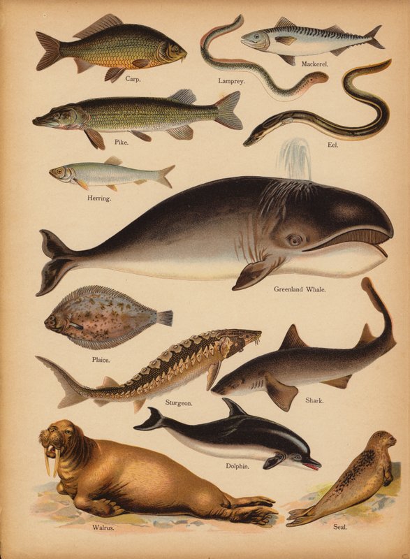 Oldal a The Little Folks’ Picture Natural History-ból, 1900 körül (chromolitho) alkotó: English School