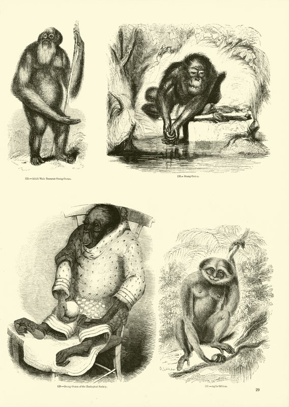 Oldal a The Pitorial Museum of Animated Nature-ből alkotó: English School