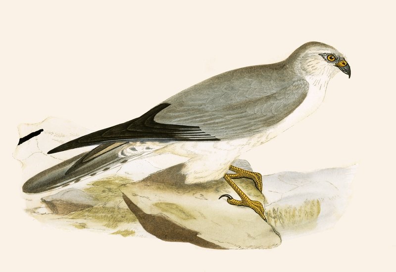 Pale Chested Harrier, illusztráció Charles Robert Bree (1811-86) "Európa madarainak története, amelyeket nem figyeltek meg a Brit-szigeteken" című művéből, 1867-ben (színes litó) alkotó: English School