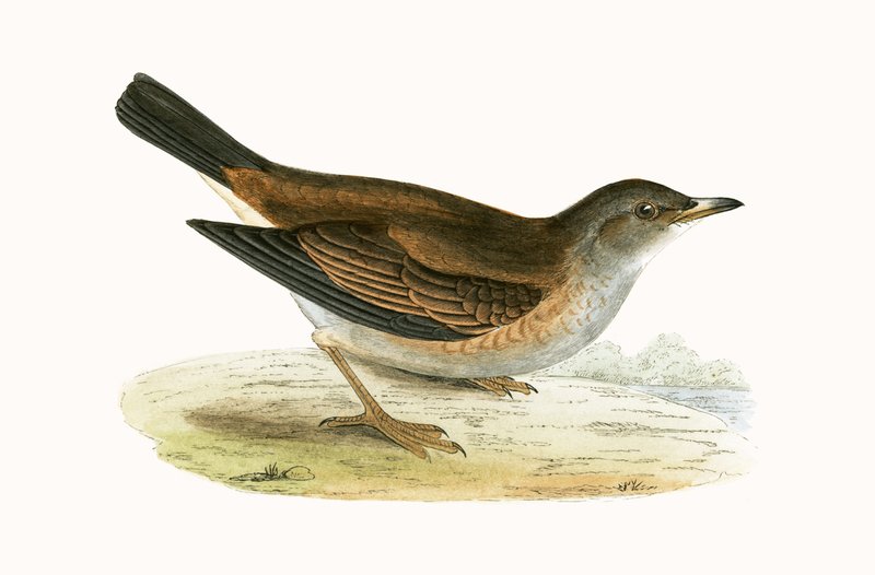 Sápadt rigó, Charles Robert Bree (1811-86) 1867-ben megjelent "Európa madarainak története, amelyeket nem figyeltek meg a Brit-szigeteken" című illusztrációja alkotó: English School