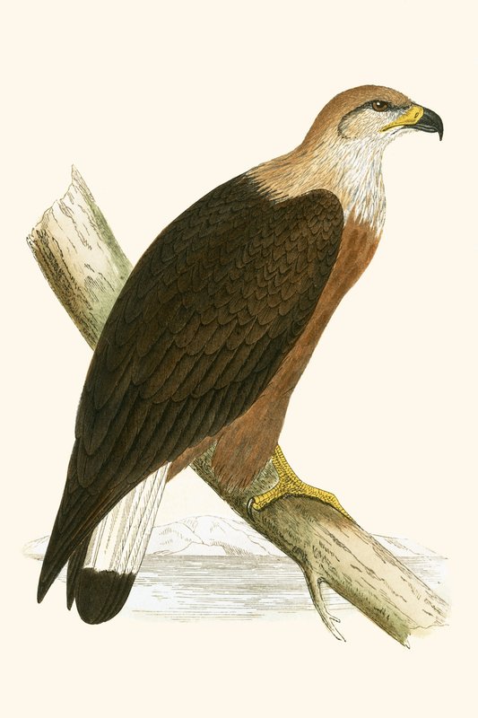 Pallas tengeri sasa, illusztrációja Charles Robert Bree (1811-86) „A Brit-szigeteken nem megfigyelt európai madarak története” című művéből, 1867-ben megjelent alkotó: English School