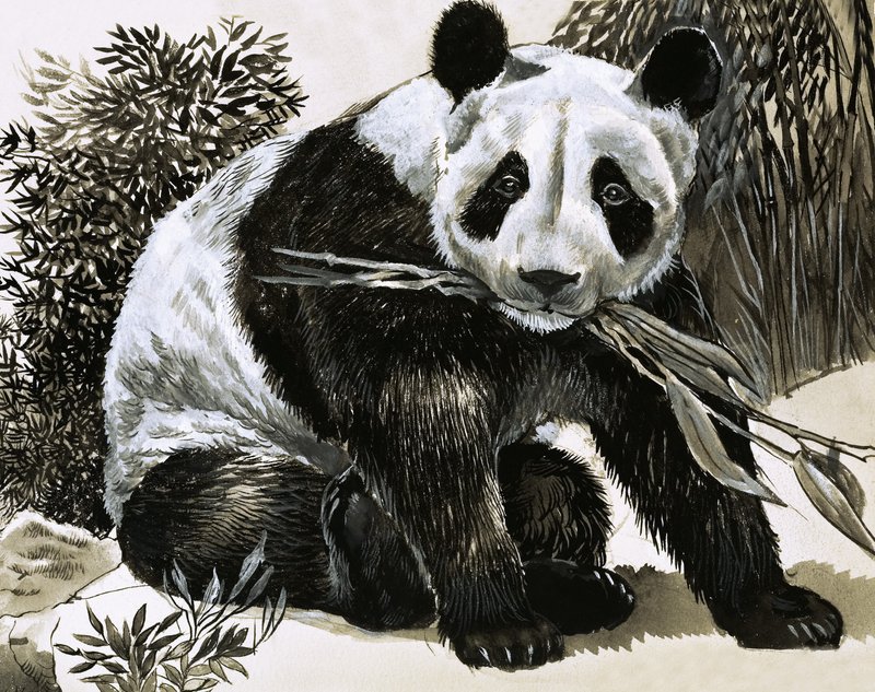 Panda alkotó: English School