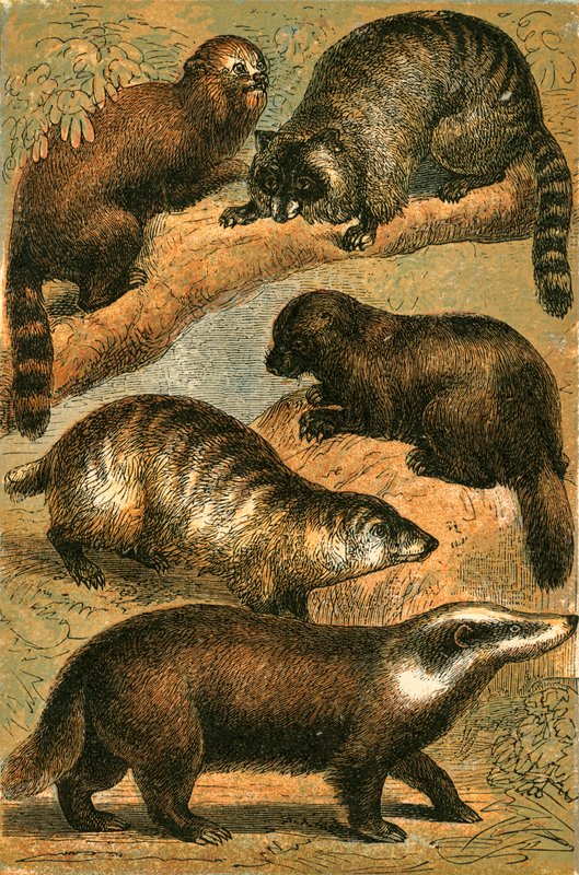 Panda, mosómedve, amerikai mosómedve, torkoskodó és közönséges borz. alkotó: English School