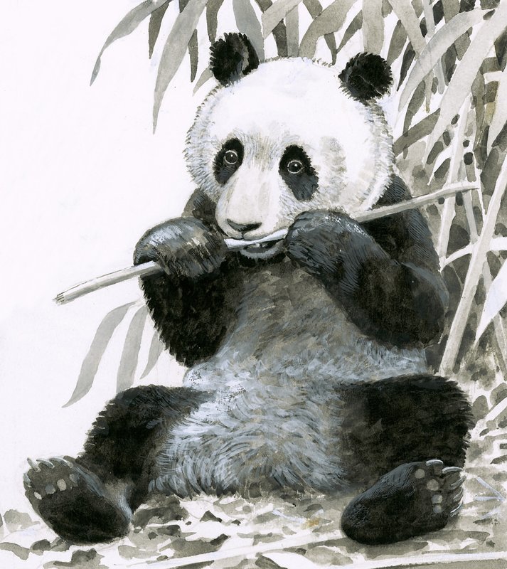 Panda bambuszt rág alkotó: English School