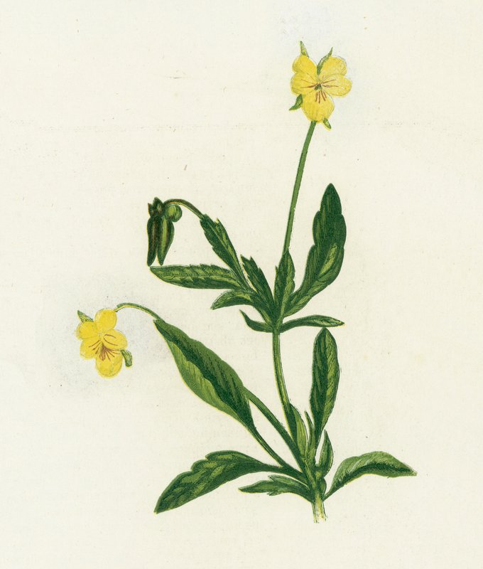 Árvácska, vagy Heartsease, Viola Tricolor alkotó: English School