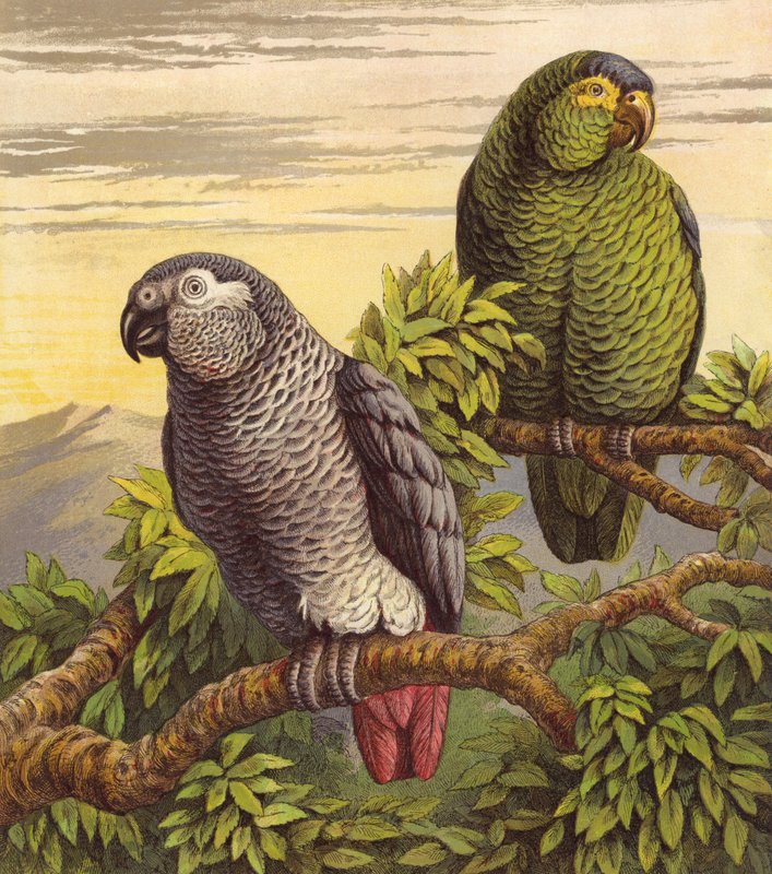 Papagájok (színes litho) alkotó: English School