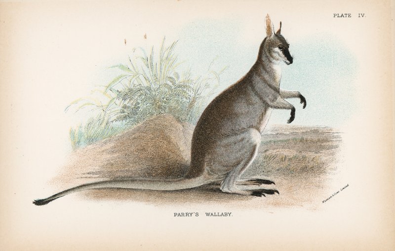 Parry Wallabyja alkotó: English School