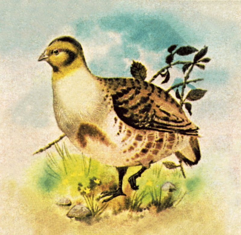 Partridge alkotó: English School