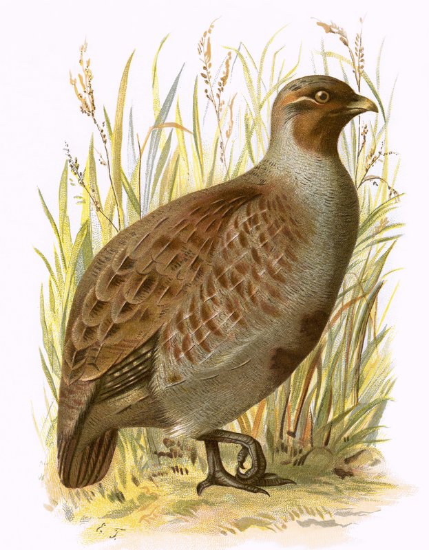 Partridge alkotó: English School