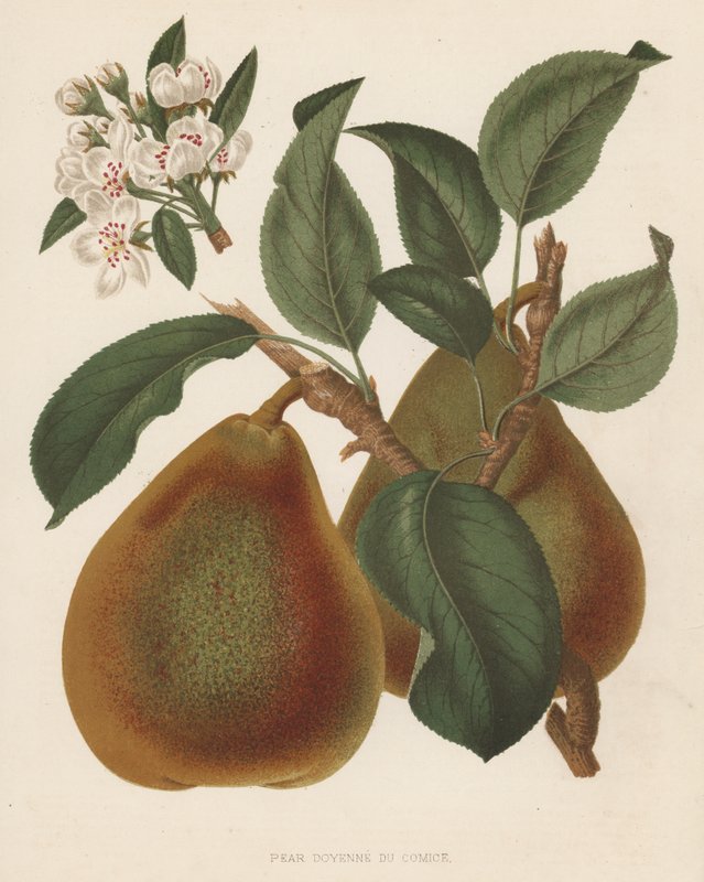 Pear Doyenne du Comice (színes litográfia) alkotó: English School