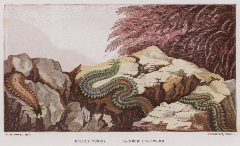 Pearly Nereis, Rainbow Leaf-Worm (színes litho) alkotó: English School