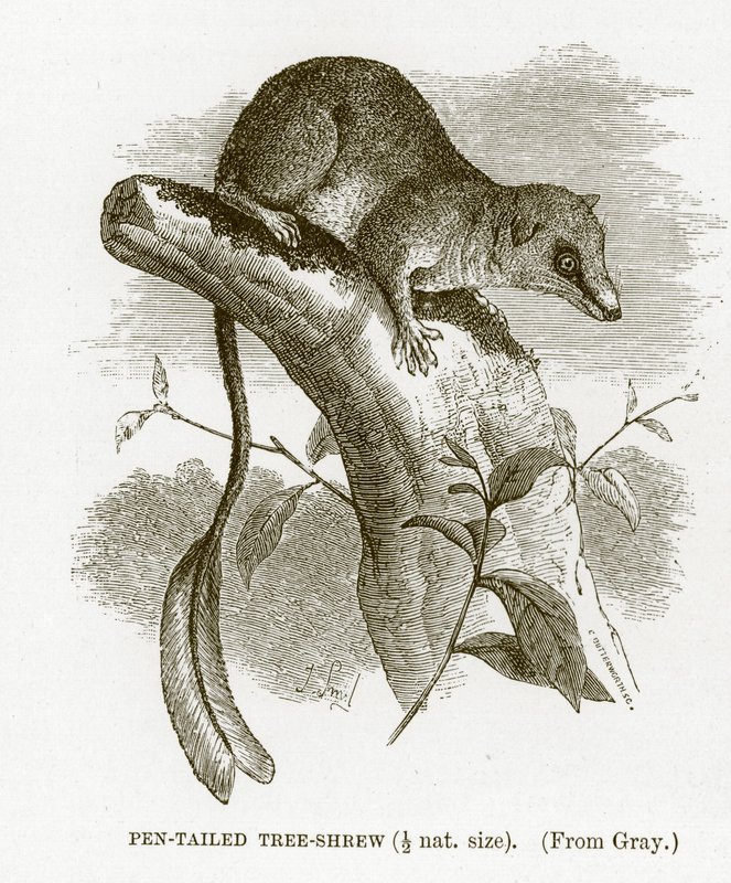 Tollfarkú cickány, illusztráció a The Royal Natural History-ból alkotó: English School