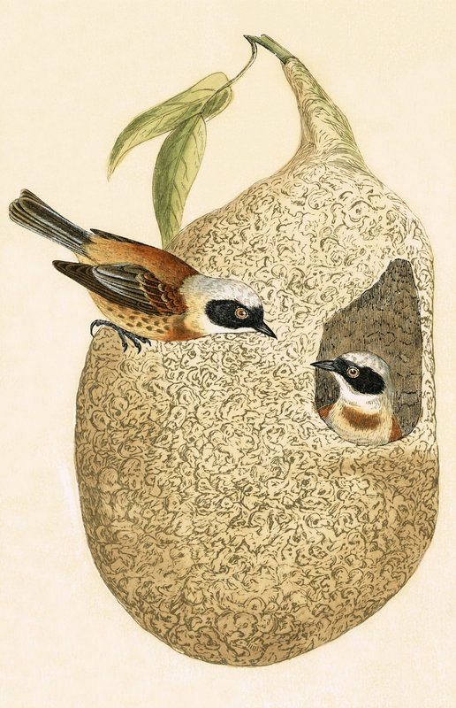 Penduline Tit, illusztrációja Charles Robert Bree (1811-86) „Európa madarainak története, amelyeket nem figyeltek meg a Brit-szigeteken” című könyvéből, 1867. alkotó: English School