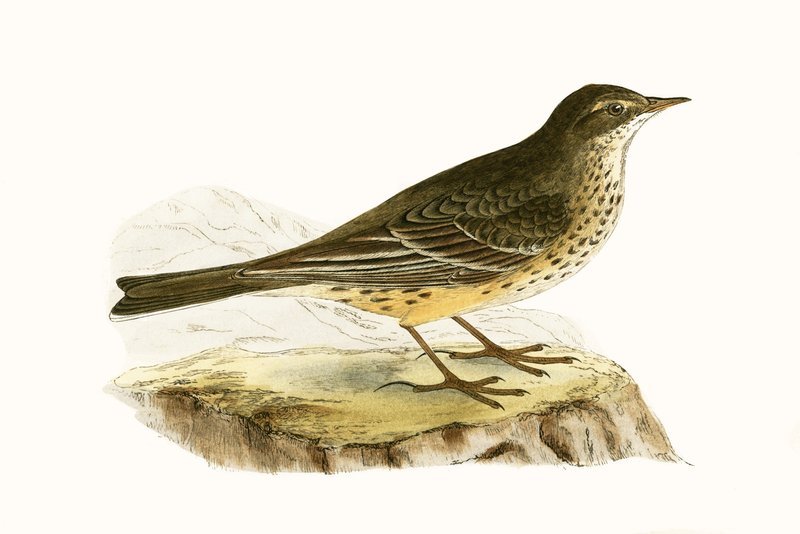 Pennsylvanian Pipit, Charles Robert Bree (1811-86) „A History of the Birds of the Birds of Europe Not Observed in the British Isles” című művéből készült illusztráció, 1867-ben megjelent alkotó: English School