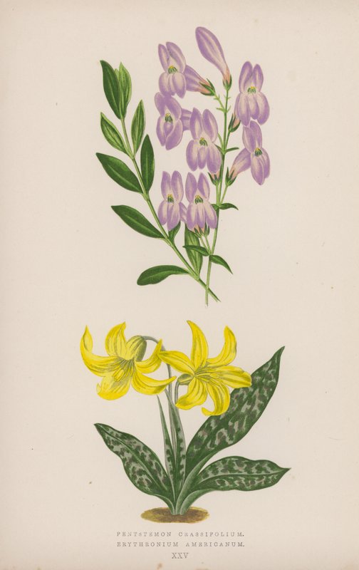 Pentstemon Crassifolium; amerikai eritrónium (színes litho) alkotó: English School