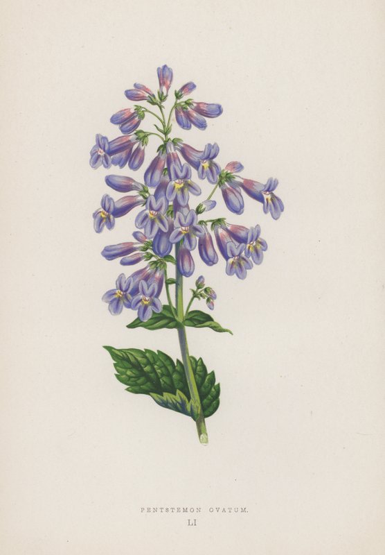 Pentstemon Ovatum (színes litográfia) alkotó: English School