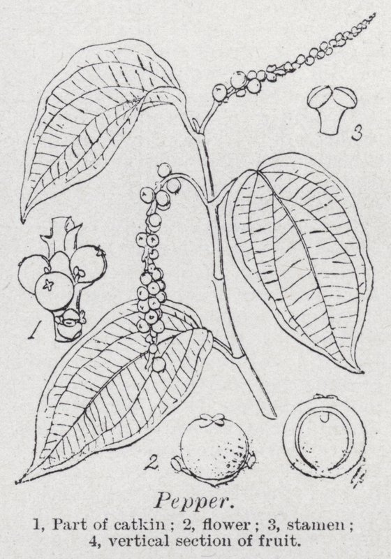 bors (litho) alkotó: English School