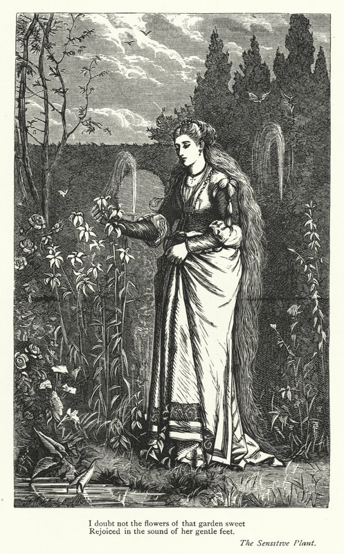 Percy Bysshe Shelley: Percy Shelley Shysley: Illusztráció Az érzékeny növényhez (metszet) alkotó: English School