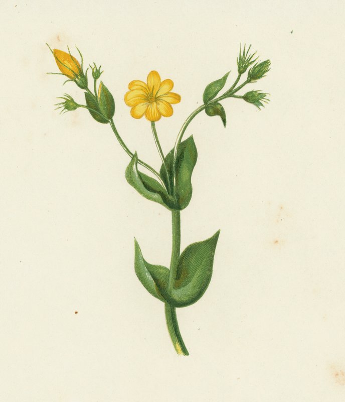 Perfoliate Yellow Wort, Chlora Perfoliata (színes litho) alkotó: English School