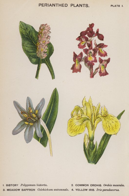 Perianted Plants (színes litho) alkotó: English School